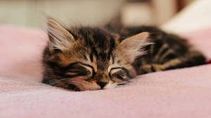 Adorable Kitten Naptime Wallpaper