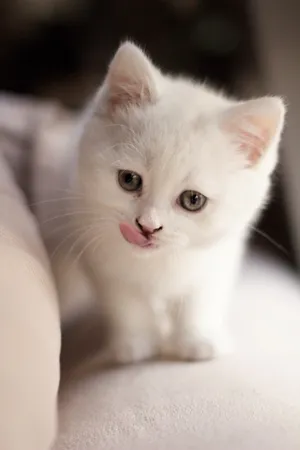 Adorable Kitten Relaxing On A Cozy Couch Wallpaper