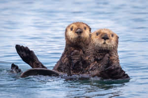 Adorable_ Sea_ Otters_ Floating_ Together.jpg Wallpaper