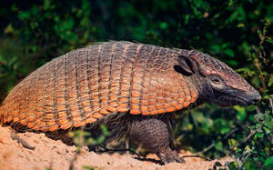 Adorable South American Armadillo Wallpaper