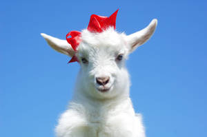 Adorable White Baby Goat Decorated With Red Ribbons Wallpaper