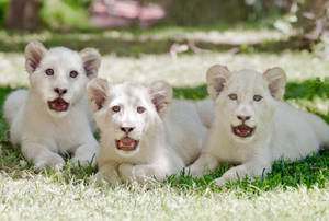 Adorable White Lions Wallpaper