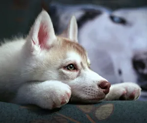 Adorable Wolf Pup Exploring The Wilderness Wallpaper