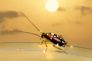 Adult Brown Banded Cockroach Wallpaper