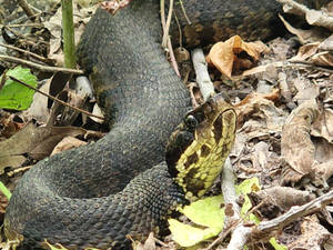 Adult Green Florida Cottonmouth Wallpaper