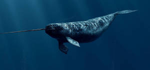 Adult Narwhal Swimming Wallpaper