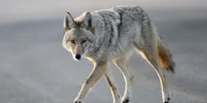 Adult Wild Coyote Wallpaper