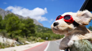 Adventure Pup Road Trip Wallpaper