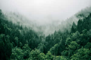 Aerial View Of Foggy Jungle Desktop Wallpaper