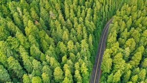 Aerial View Of Green Trees Wallpaper