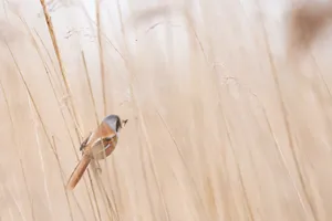 Aesthetic Beige Grass With Bird Wallpaper