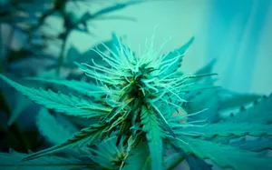 Aesthetic Blue Stoner Wallpaper
