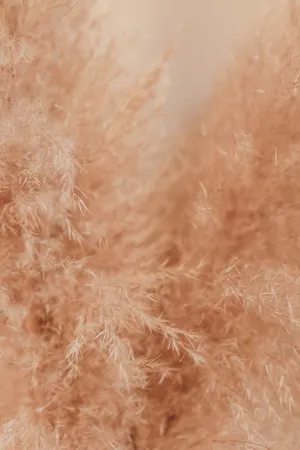 Aesthetic Brown Grasses Wallpaper