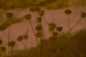 Aesthetic Brown Small Flowers Wallpaper