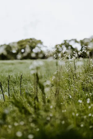 Aesthetic Budding Flowers On Meadow Wallpaper