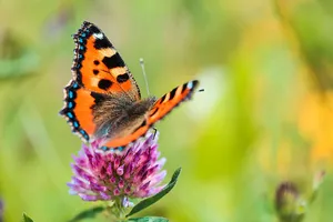 Aesthetic Butterfly Photo Wallpaper
