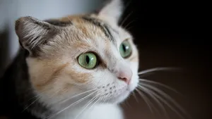 Aesthetic Cat With Green Eyes Wallpaper