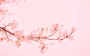 Aesthetic Cherry Blossom Background Wallpaper