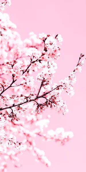 Aesthetic Cherry Blossom Blushing Wallpaper