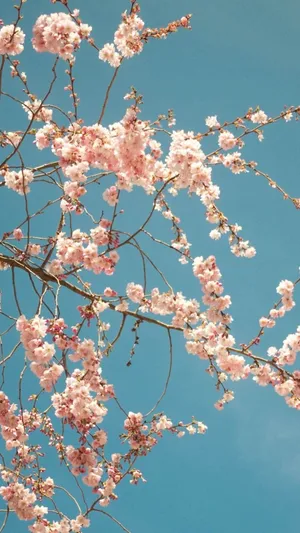 Aesthetic Cherry Blossom Is Charming Wallpaper