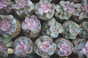 Aesthetic Collection Of Cute Purple And Green Succulents Wallpaper