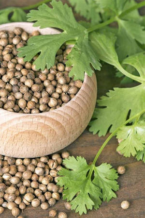 Aesthetic Coriander Herbs And Seeds Wallpaper