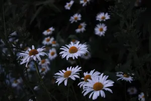 Aesthetic Daisy Flowers Wallpaper