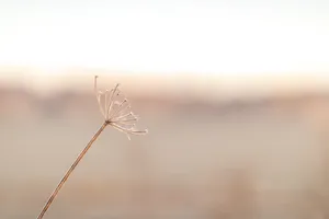 Aesthetic Dandelion In Beige Scenery Wallpaper