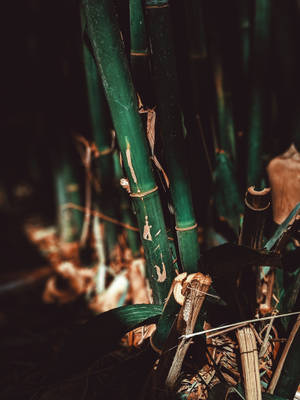 Aesthetic Dark Green Bamboo 4k Wallpaper