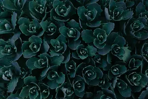 Aesthetic Dark Green Flower Wallpaper