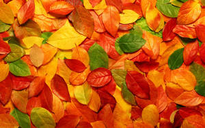Aesthetic Fall Colorful Leaves Wallpaper