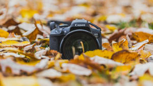 Aesthetic Fall Leaves With Camera Wallpaper