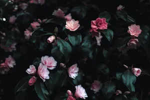 Aesthetic Flowers With Dark Leaves Wallpaper