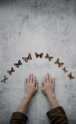 Aesthetic Full Hd Butterfly Collection Wallpaper