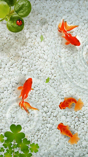 Aesthetic Goldfishes Wallpaper