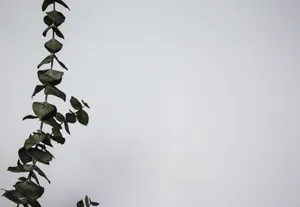 Aesthetic Green Leaves Wallpaper