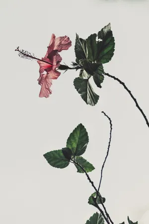 Aesthetic Hibiscus Rosa Sinensis Wallpaper