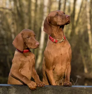Aesthetic Hunting Dogs Wallpaper