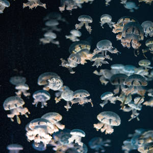 Aesthetic Ipad Jellyfish Wallpaper