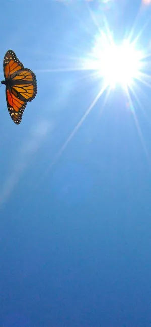 Aesthetic Iphone X Orange Butterfly Wallpaper
