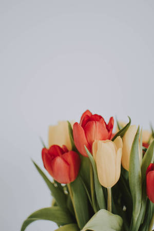 Aesthetic Lovely Tulips Wallpaper