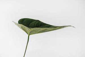 Aesthetic Minimalist Leaf Wallpaper