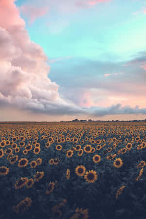 Aesthetic Nature With A Sunflower Field Wallpaper