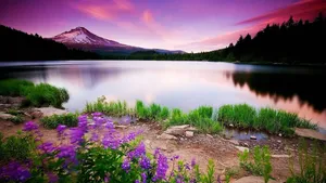 Aesthetic Nature With Purple Flowers Wallpaper