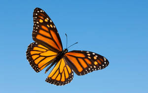 Aesthetic Orange Butterfly Standing Out Wallpaper