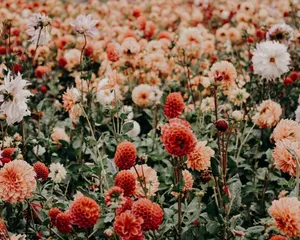 Aesthetic Orange Wildflowers Cute Floral Wallpaper