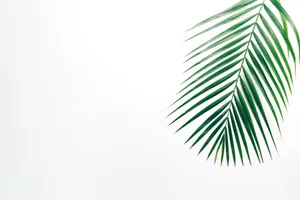 Aesthetic Palm Leaves Minimalist Art Wallpaper