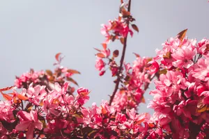 Aesthetic Pink Flowers Wallpaper