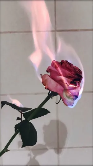 Aesthetic Pink Rose On Fire Wallpaper