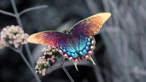 Aesthetic Purple Swallowtail Butterfly Wallpaper